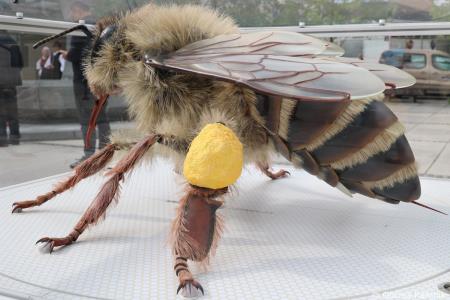 Čebela velikanka potuje po Kamniku (7)